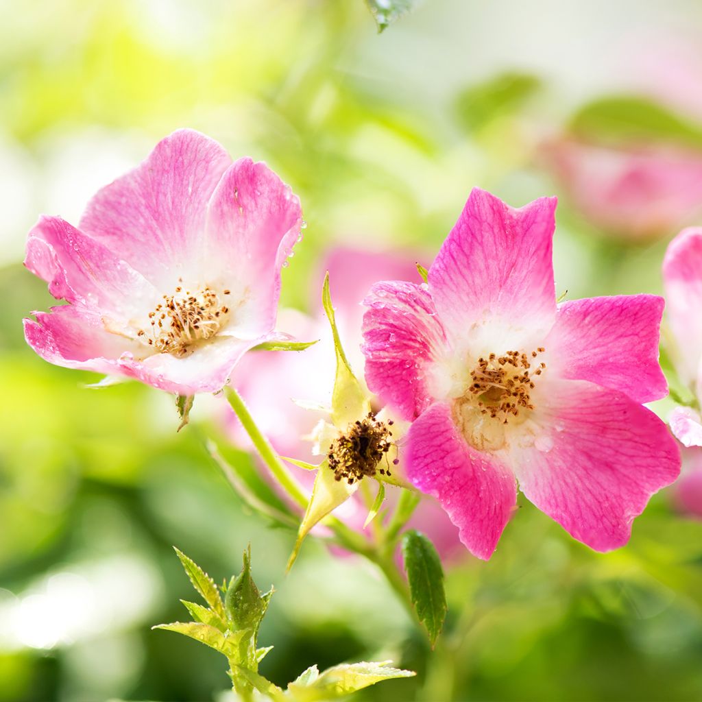 Rosa polyantha Friendly Pink - Polyantha-Rose