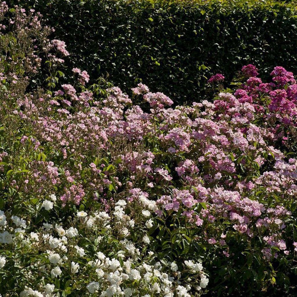 Rosa moschata Frisson Frais LENsadbi - Moschus-Rose