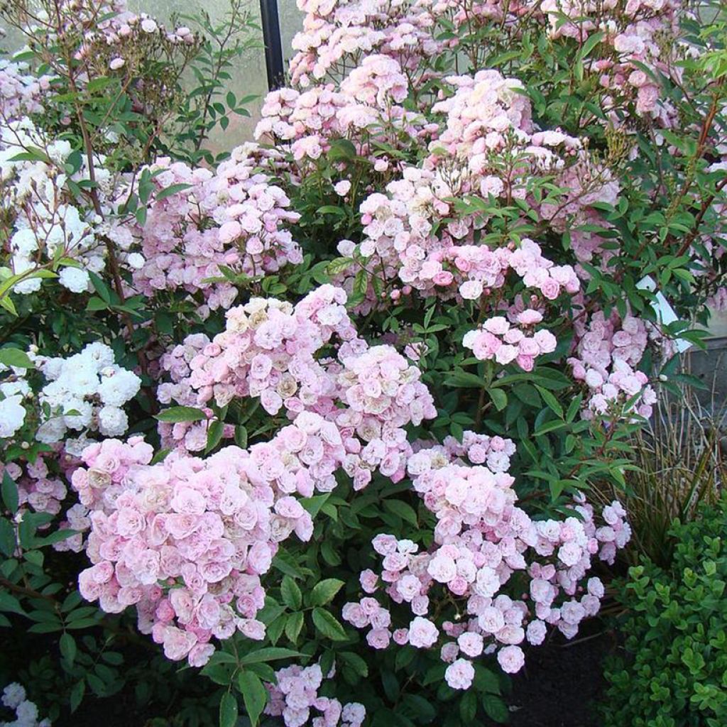 Rosier arbustif Heavenly Pink