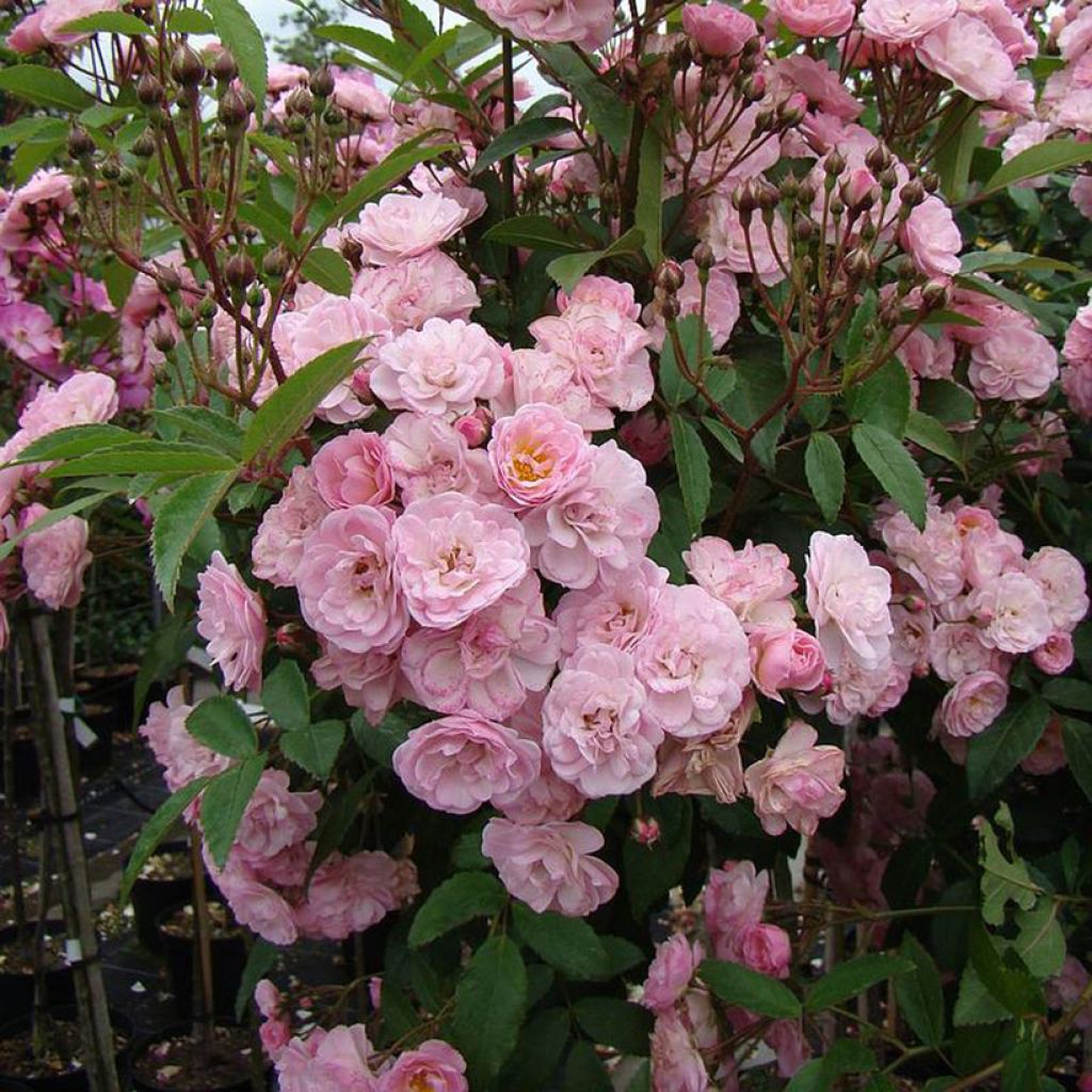 Rosier arbustif Heavenly Pink