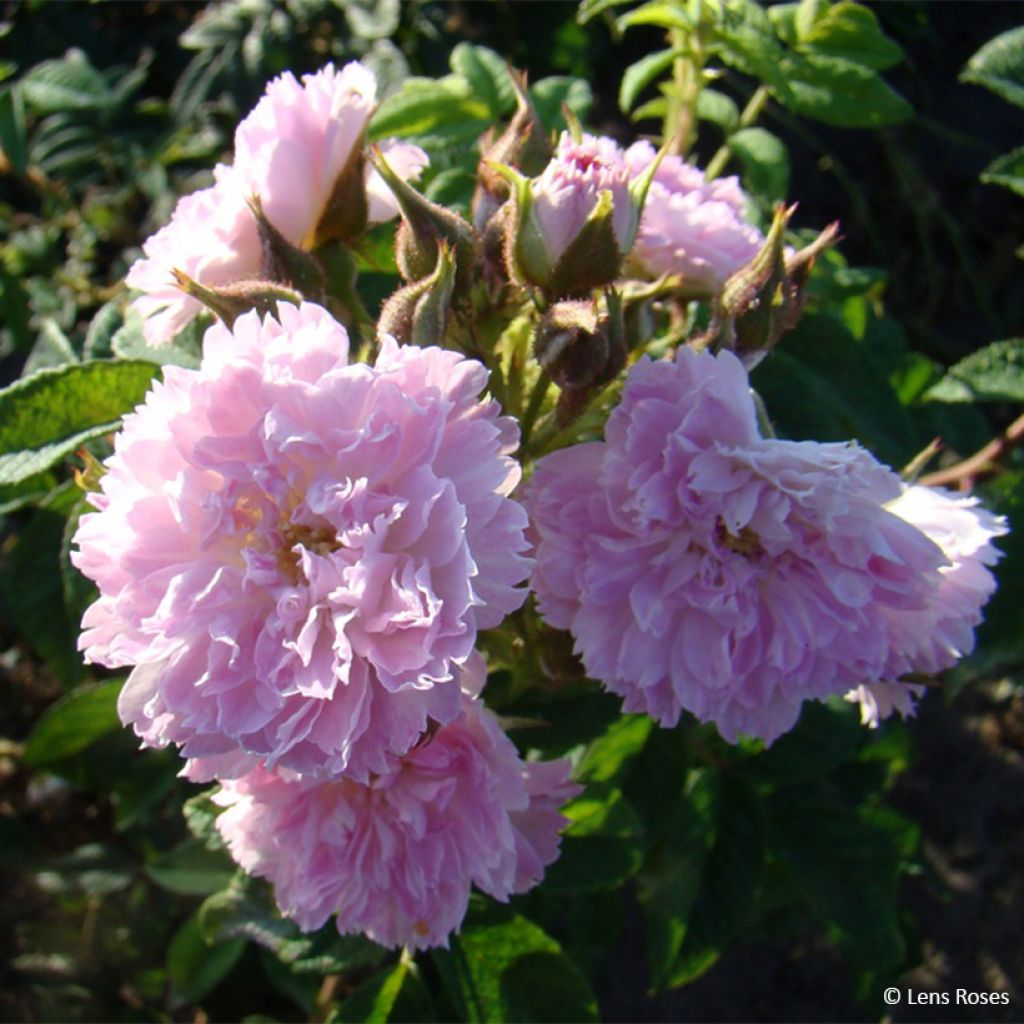 Rosa Jean de Bruges - Beetrose