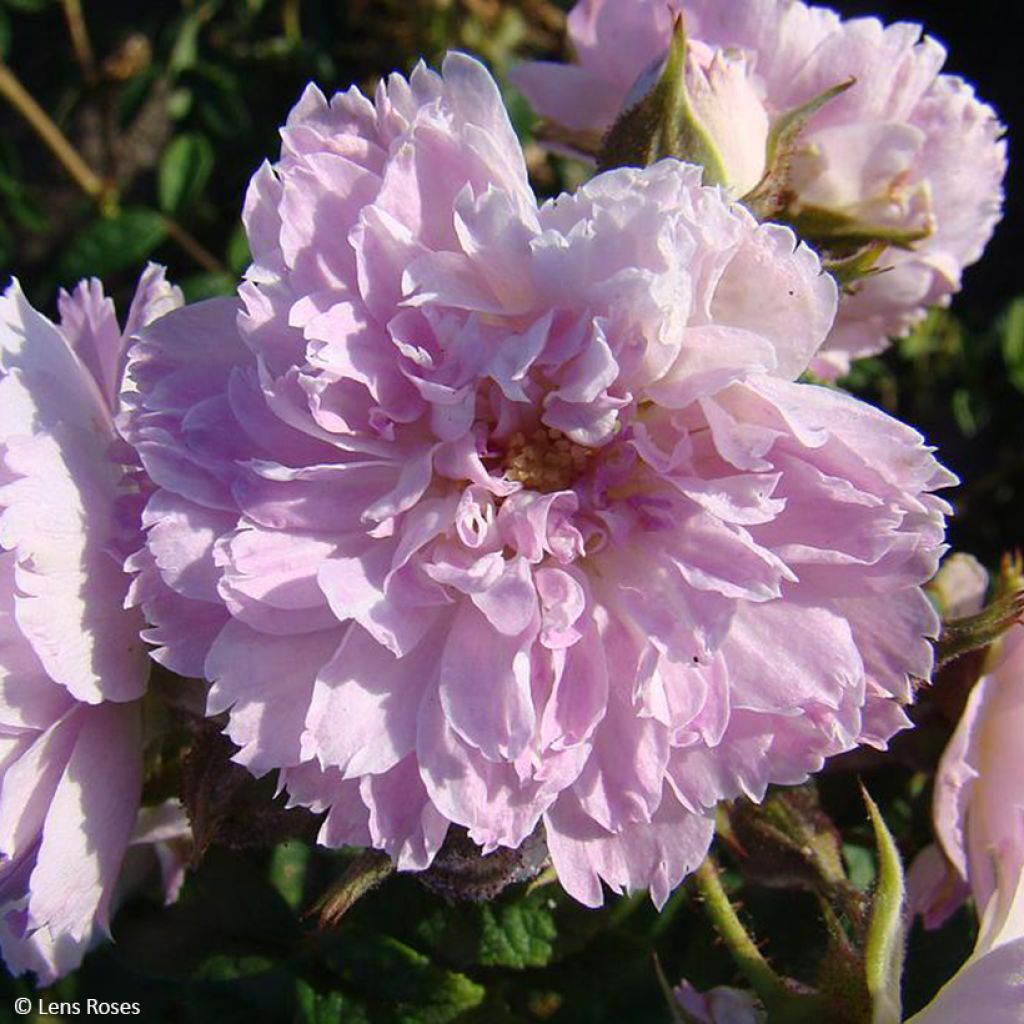 Rosa Jean de Bruges - Beetrose