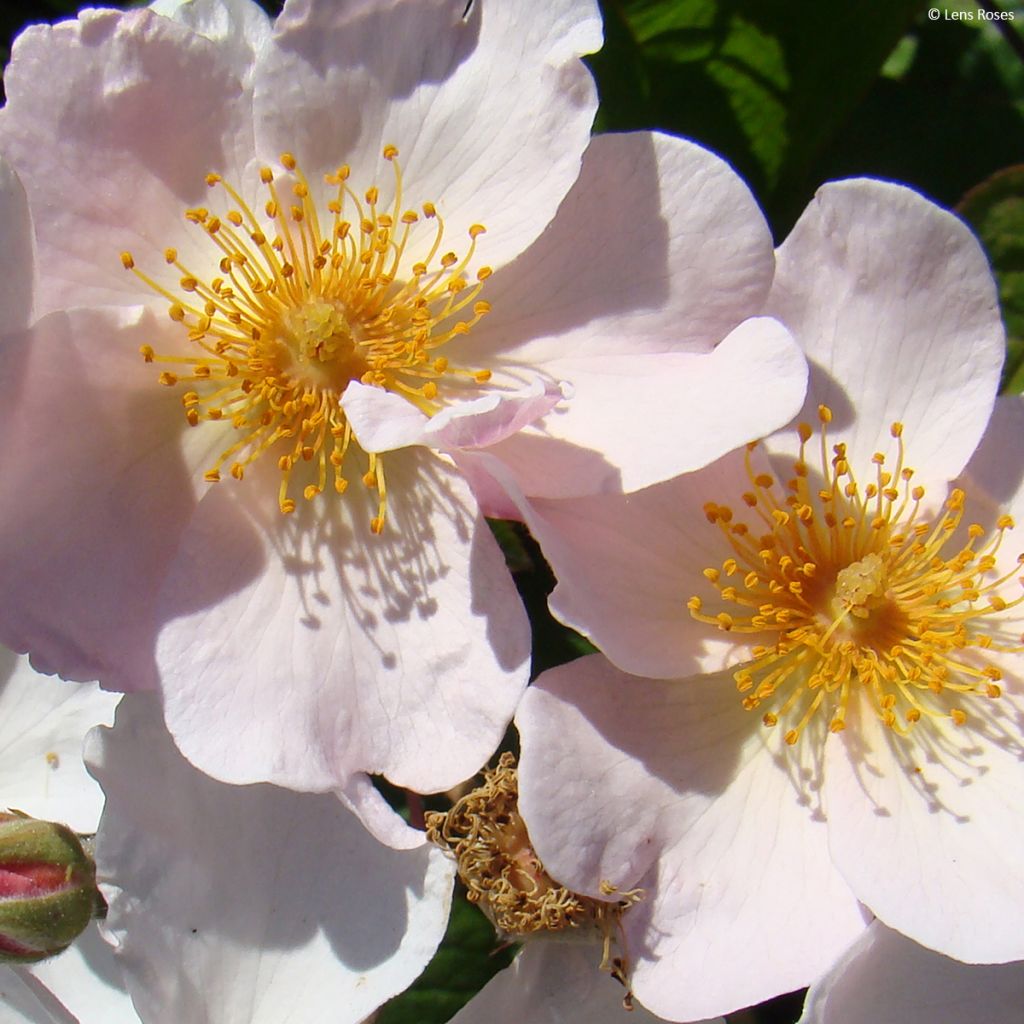 Rosa moschata Kathleen - Moschus-Rose