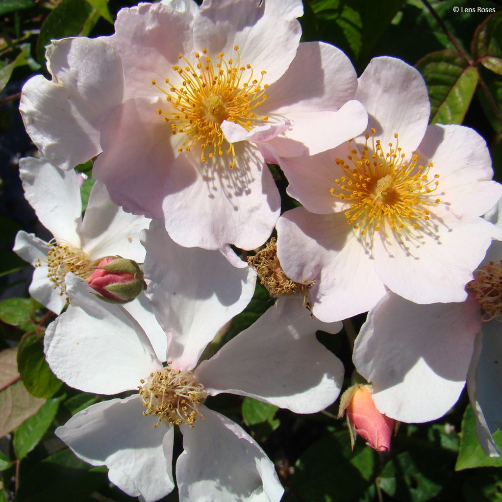 Rosa moschata Kathleen - Moschus-Rose