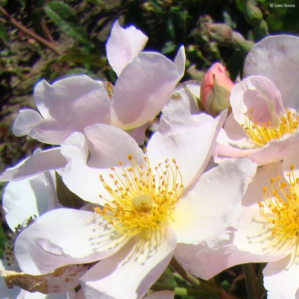 Rosa moschata Kathleen - Moschus-Rose