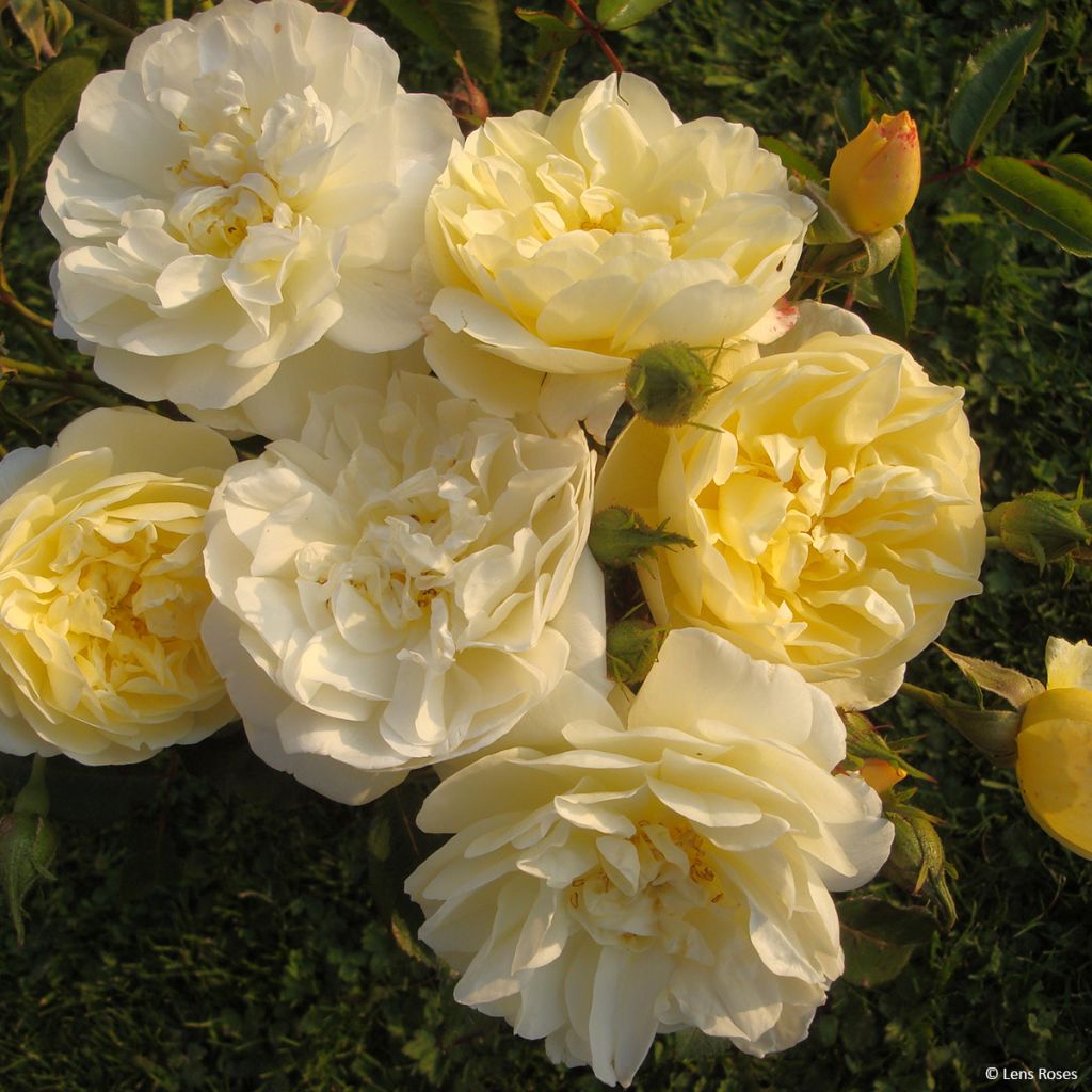 Rosa moschata La feuillerie - Moschus-Rose