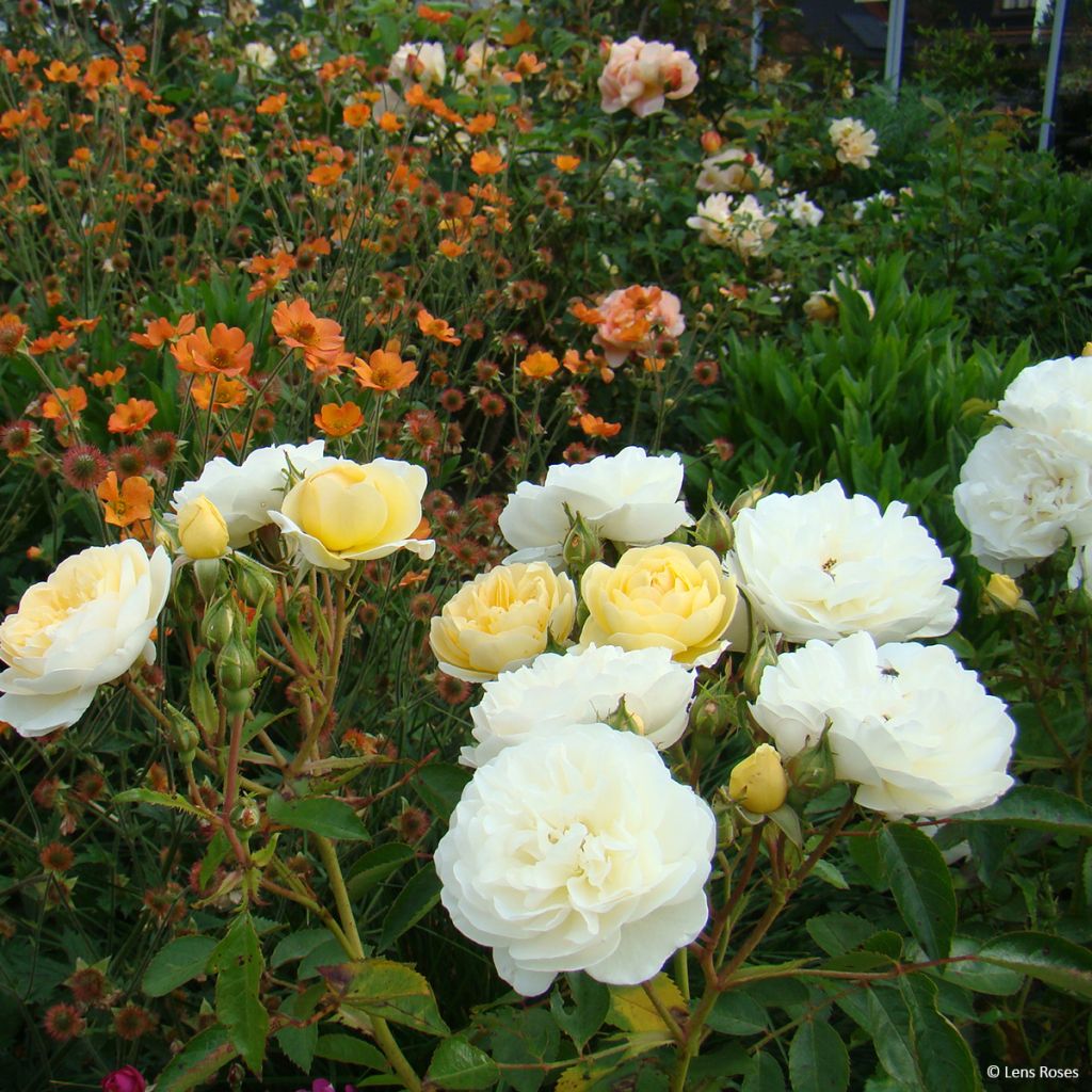 Rosa moschata La feuillerie - Moschus-Rose