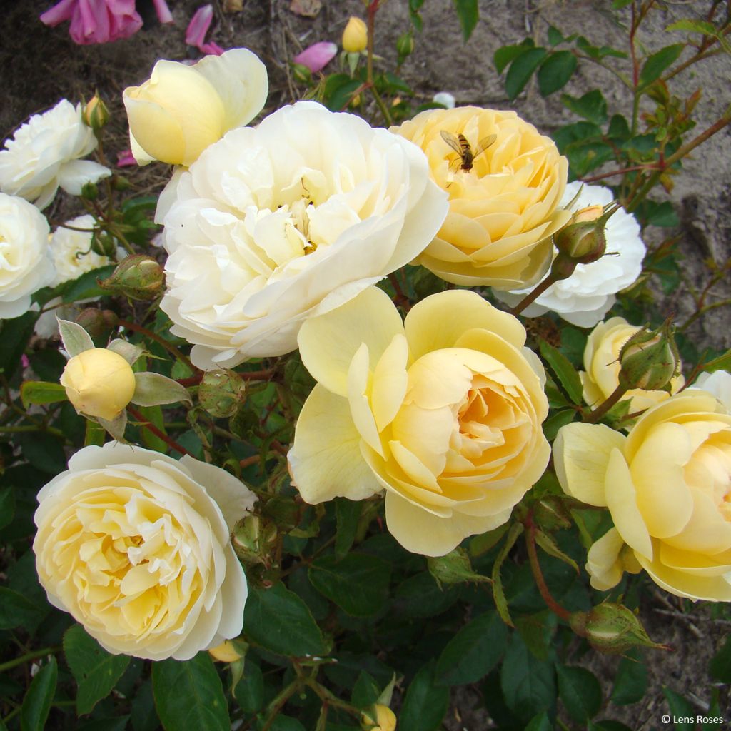 Rosa moschata La feuillerie - Moschus-Rose