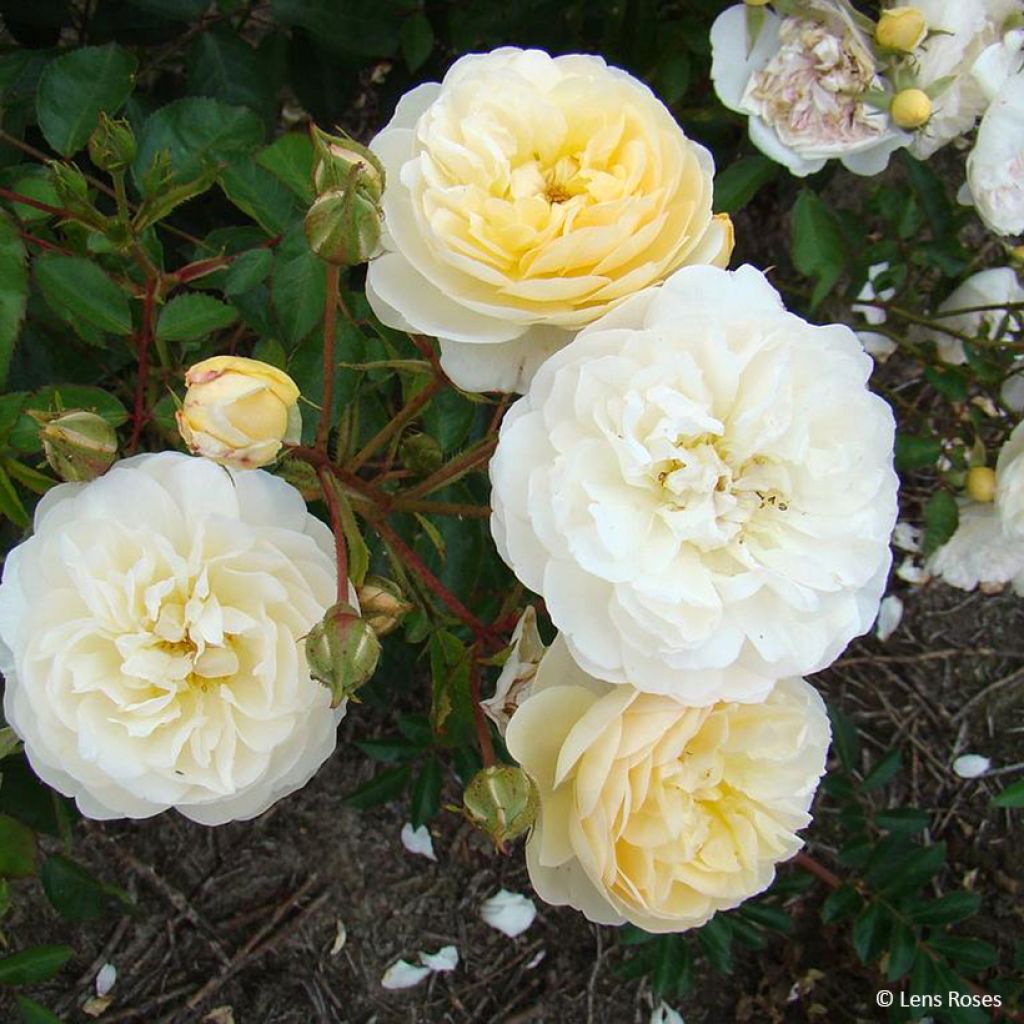 Rosa moschata La feuillerie - Moschus-Rose