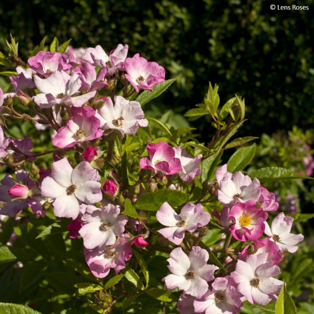 Rosa moschata Magie d'orient - Moschus-Rose