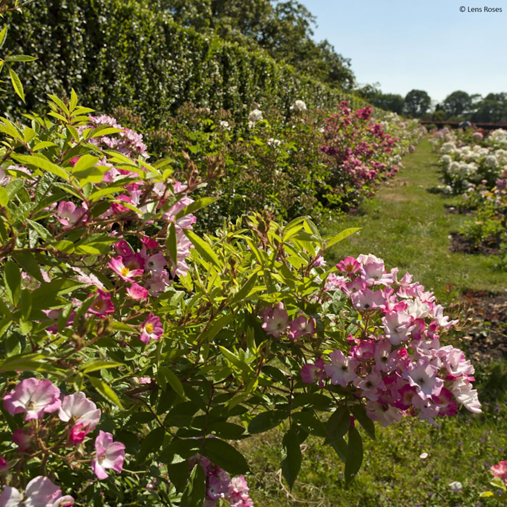 Rosa moschata Magie d'orient - Moschus-Rose