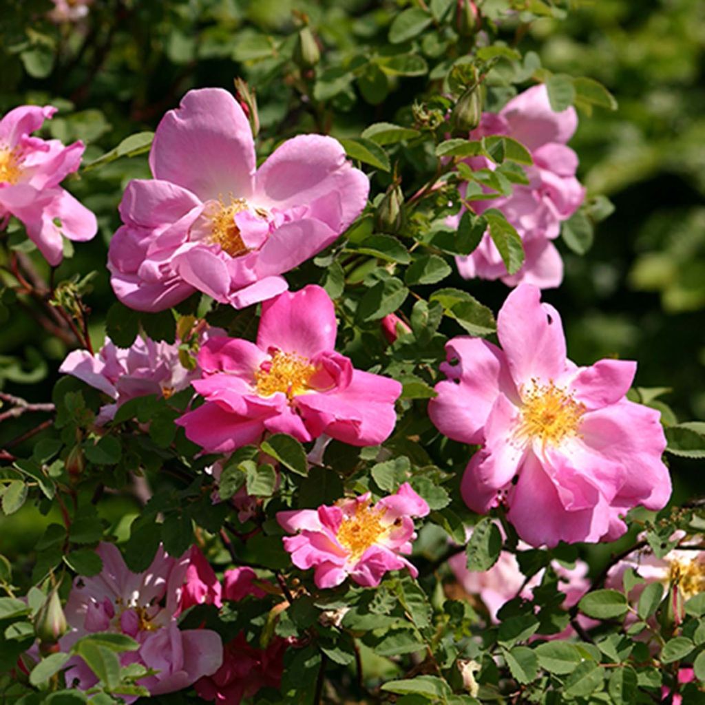 Rosa moyesii Marguerite Hilling - Historische Rose