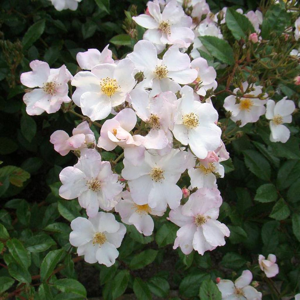 Rosa moschata Matchball - Moschus-Rose