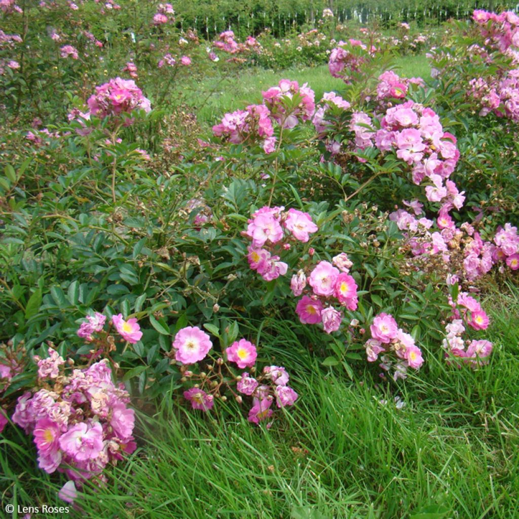 Rosa moschata Millie Fleur - Moschus-Rose