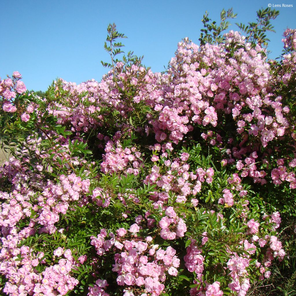 Rosa moschata Millie Fleur - Moschus-Rose