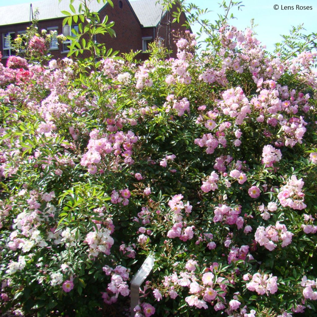 Rosa moschata Millie Fleur - Moschus-Rose