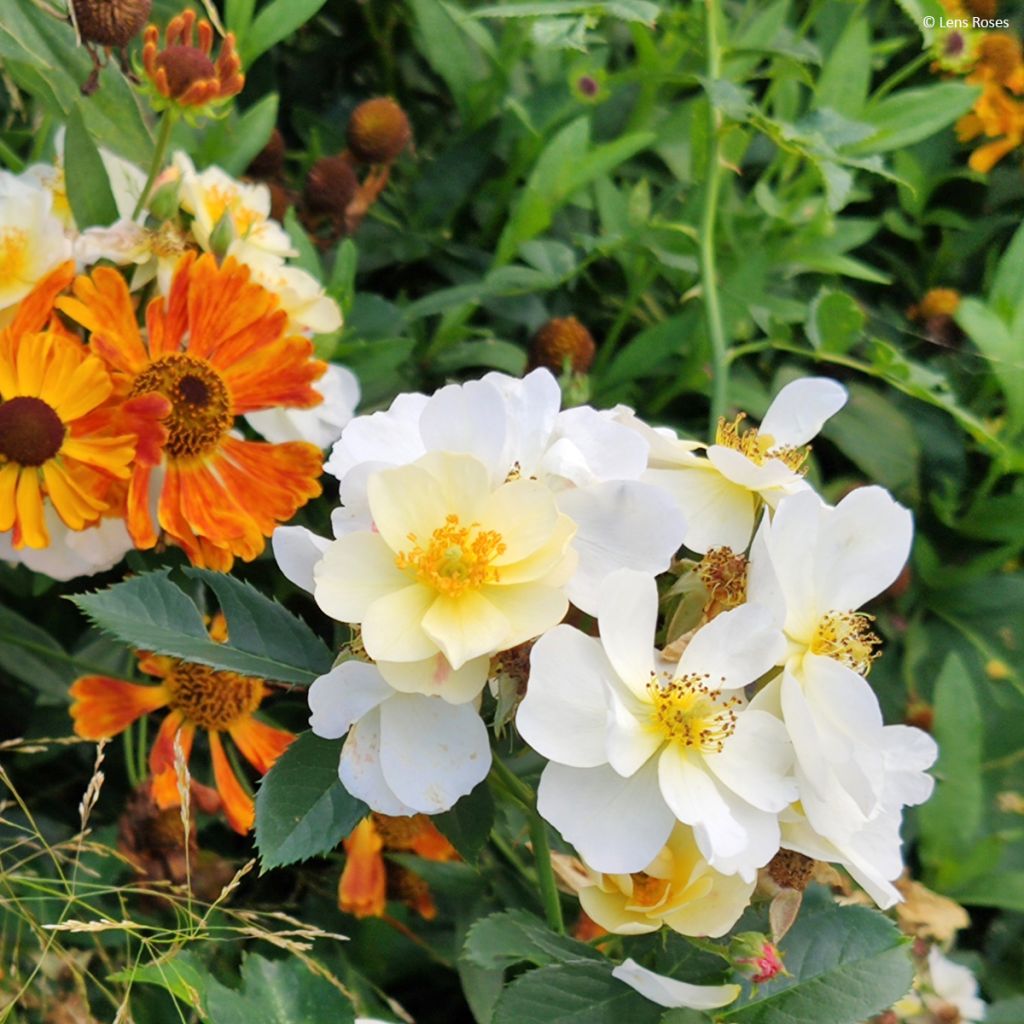 Rosa moschata Omi Oswald - Moschus-Rose