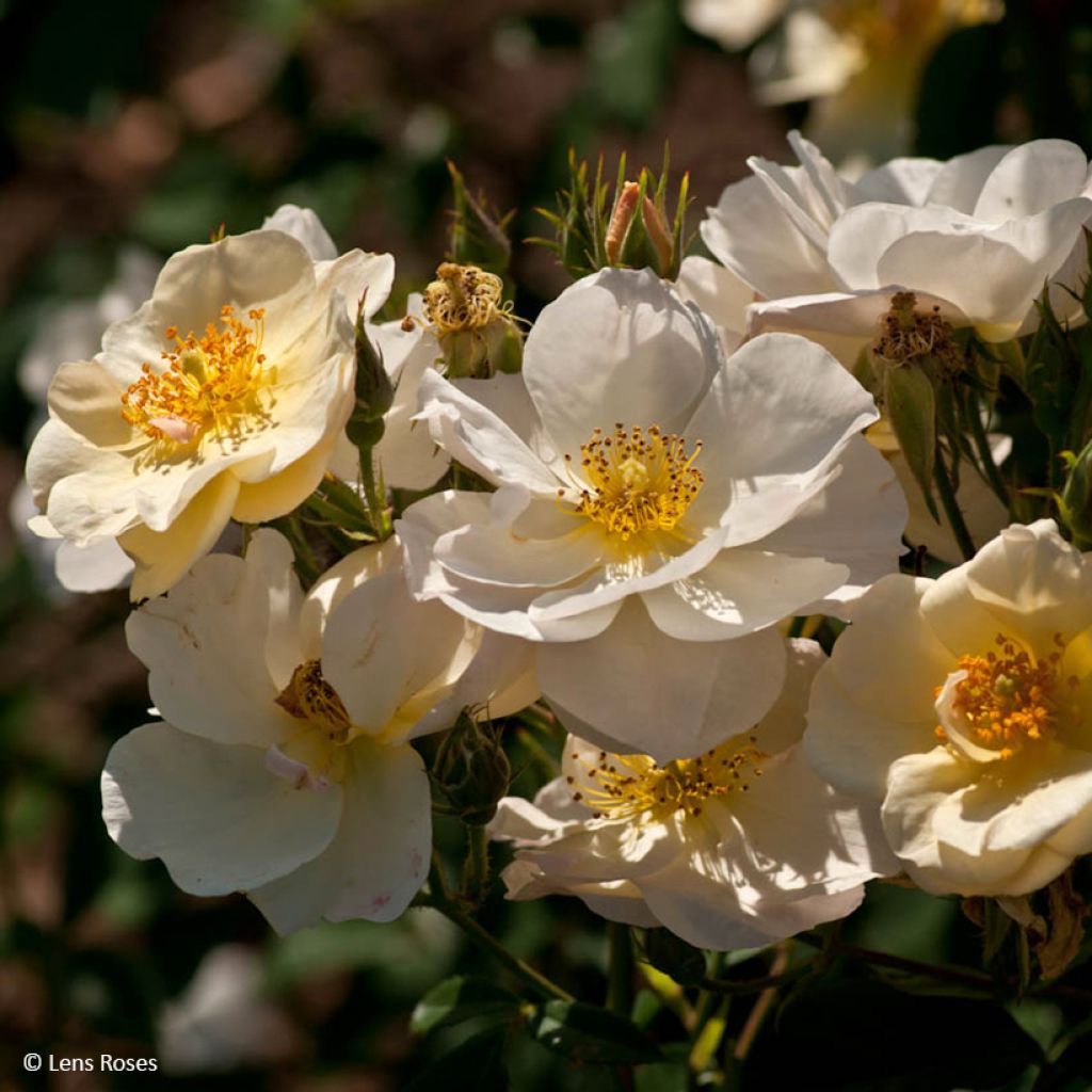 Rosa moschata Omi Oswald - Moschus-Rose