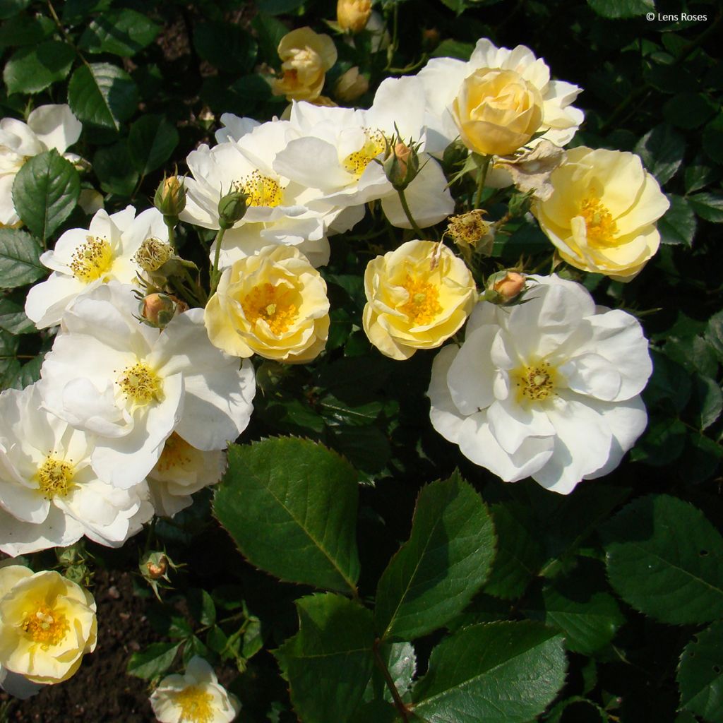 Rosa moschata Omi Oswald - Moschus-Rose