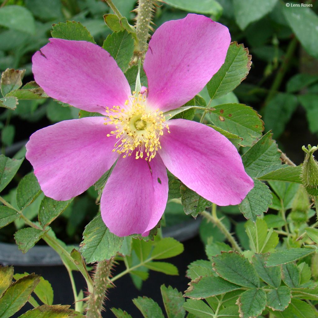 Rosa Pink Mystery - Polyantha-Rose