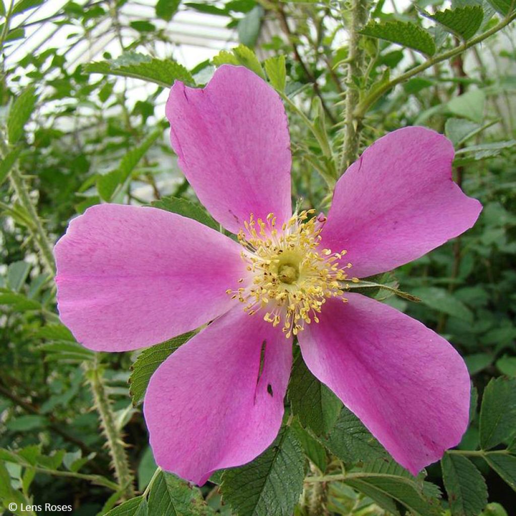 Rosa Pink Mystery - Polyantha-Rose