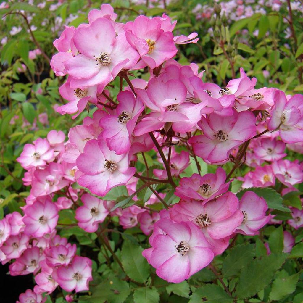 Rosa moschata Puccini - Moschus-Rose