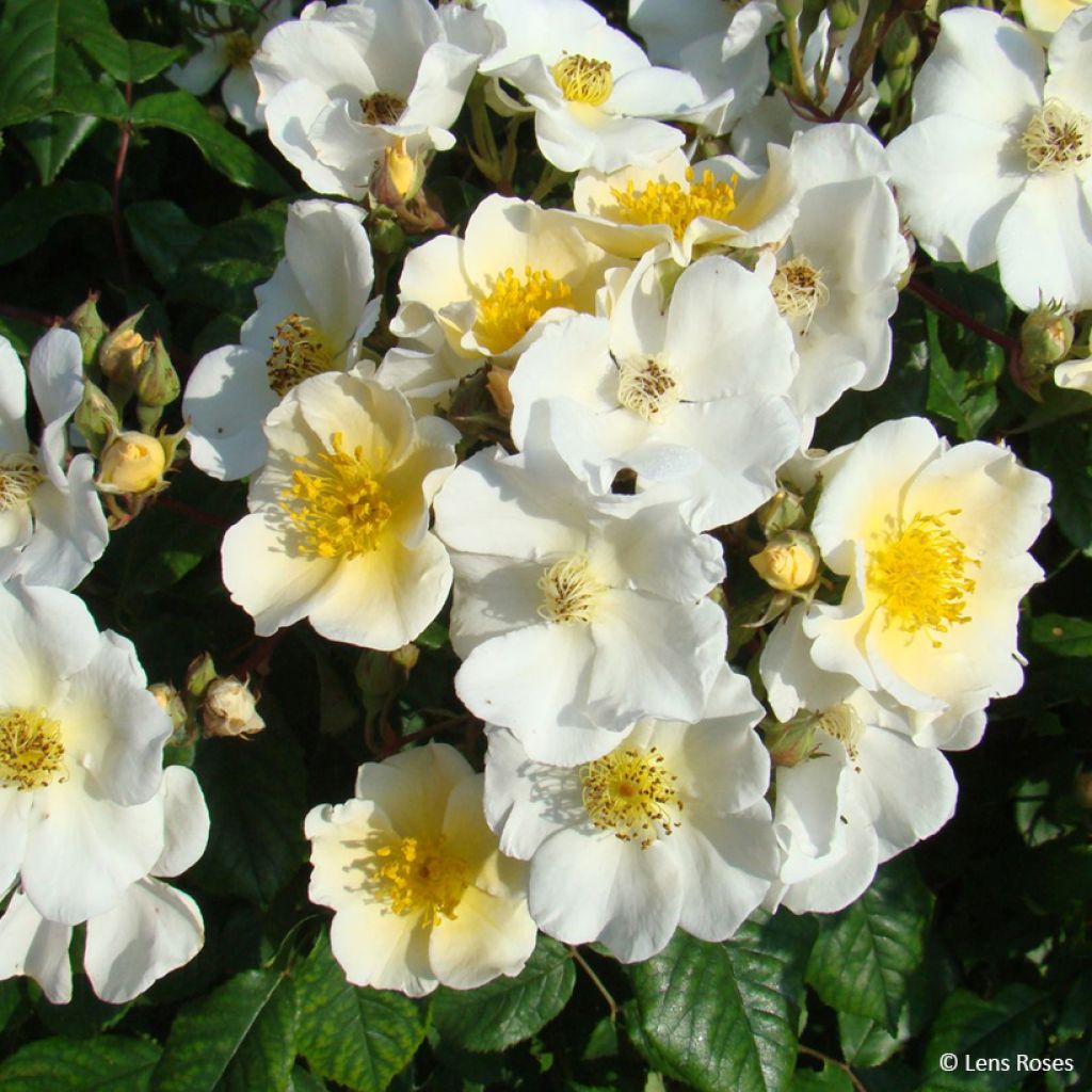 Rosa moschata Rosalita - Moschus-Rose