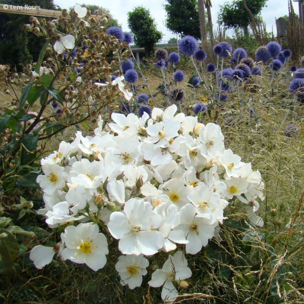 Rosa moschata Rosalita - Moschus-Rose