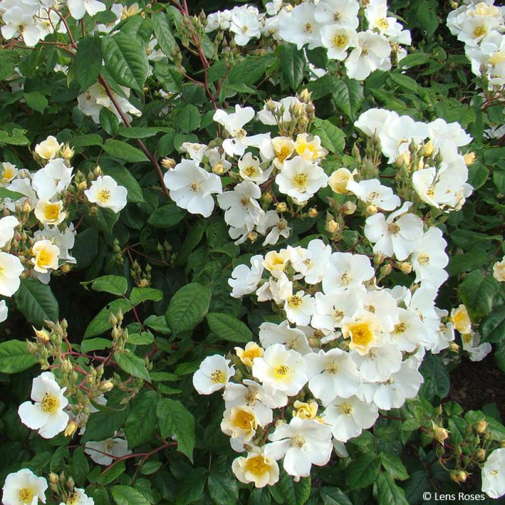 Rosa moschata Rosalita - Moschus-Rose