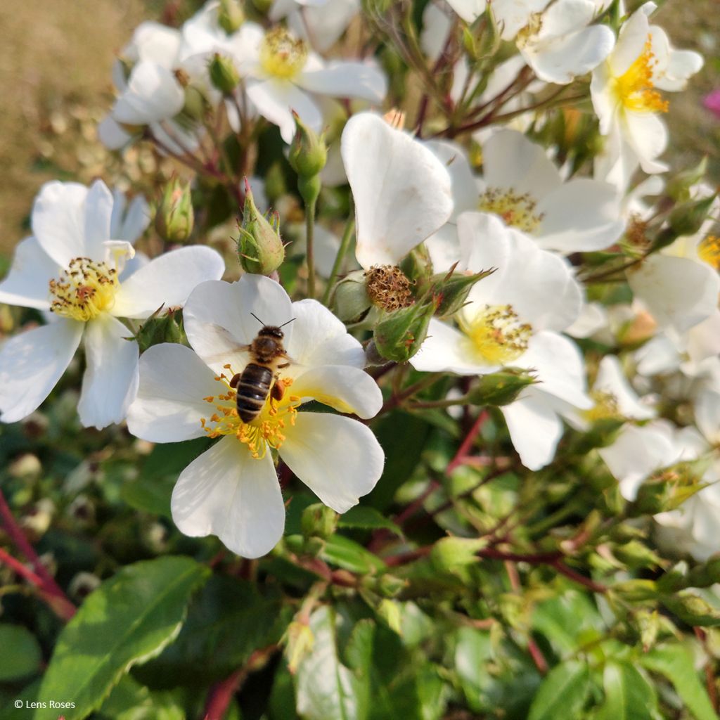 Rosa moschata Rosalita - Moschus-Rose