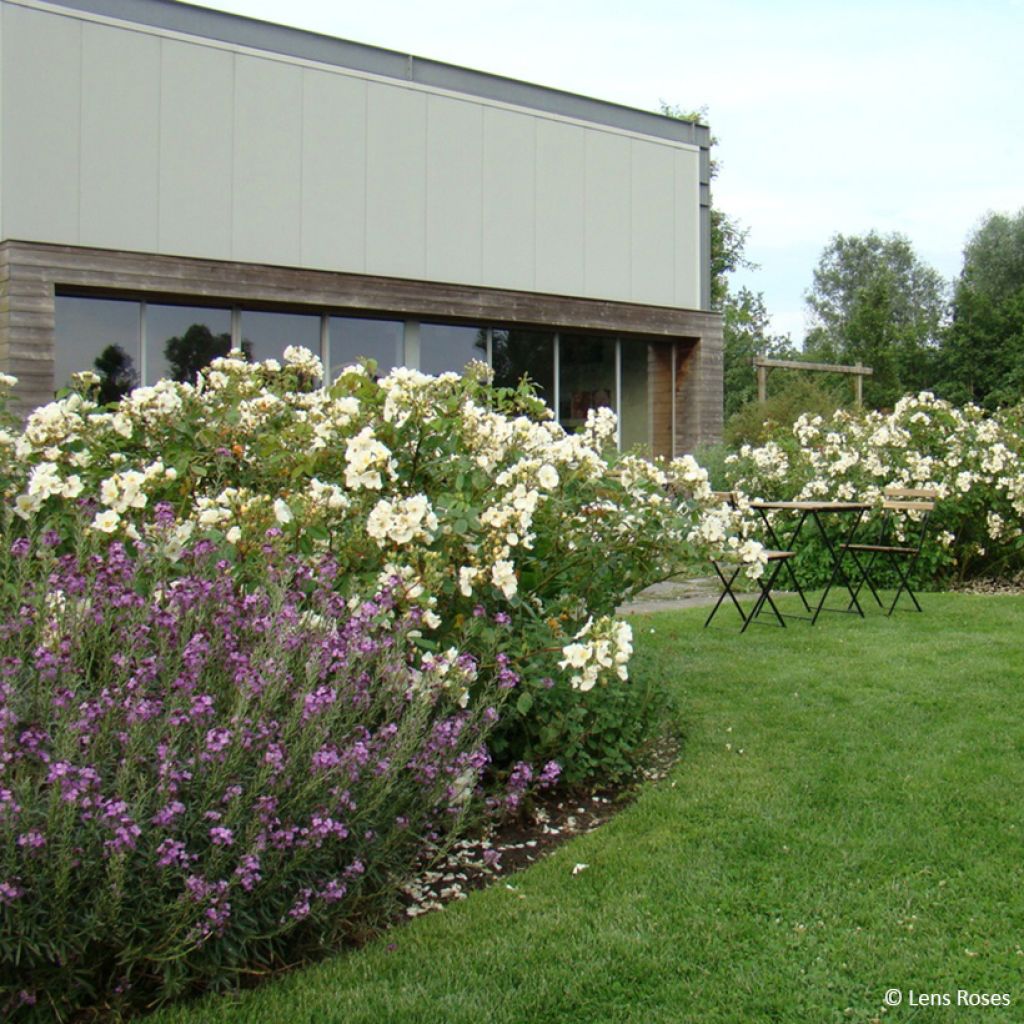 Rosa moschata Rosalita - Moschus-Rose