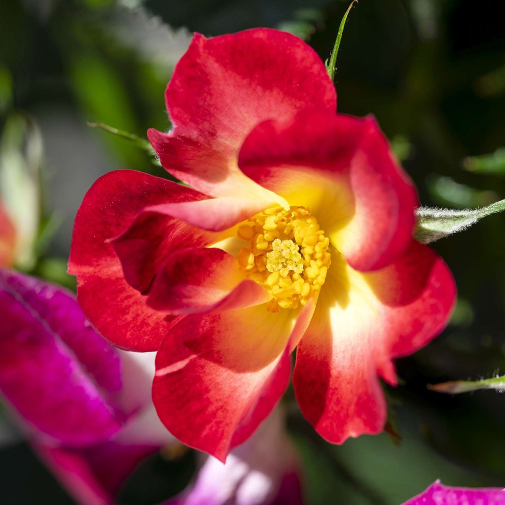 Rosa Rosy Boom Colour Change - Polyantha-Rose