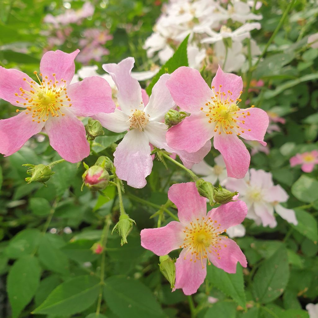 Rosa Rosy Boom Dynamic Hip Hop - Polyantha-Rose