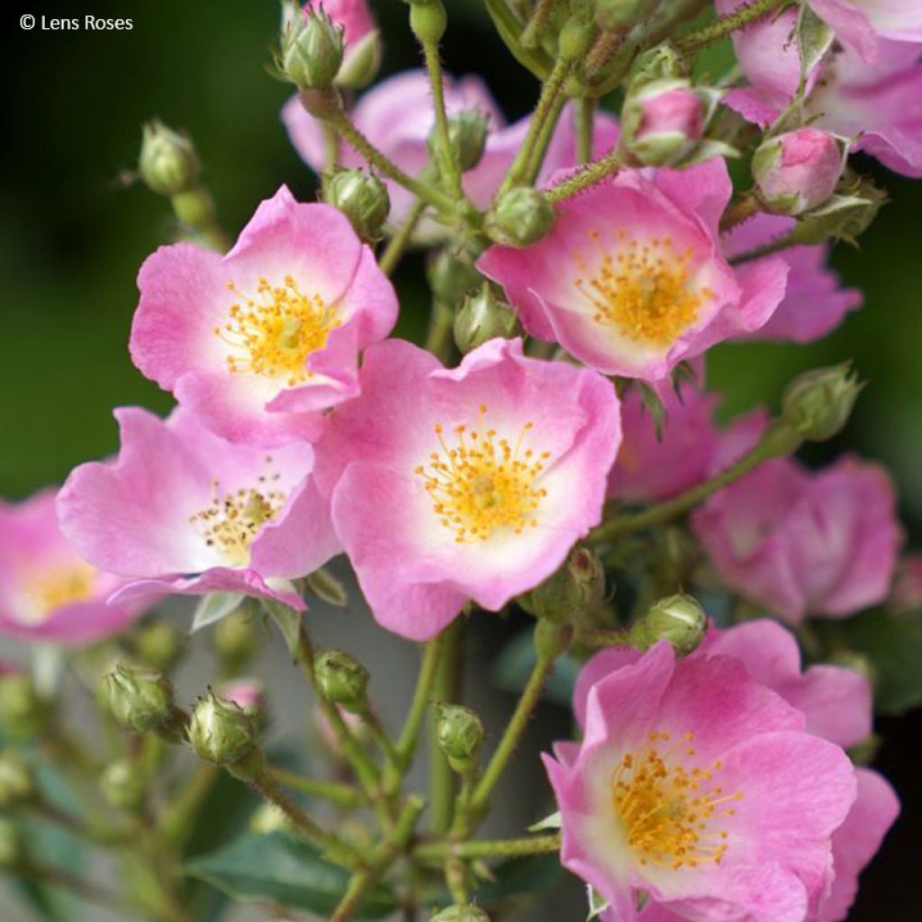 Rosa Rosy Boom Rose - Polyantha-Rose