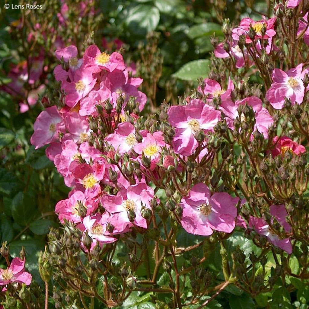 Rosa moschata Rosy Purple - Moschus-Rose