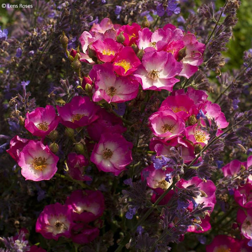 Rosa moschata Schubert - Moschus-Rose