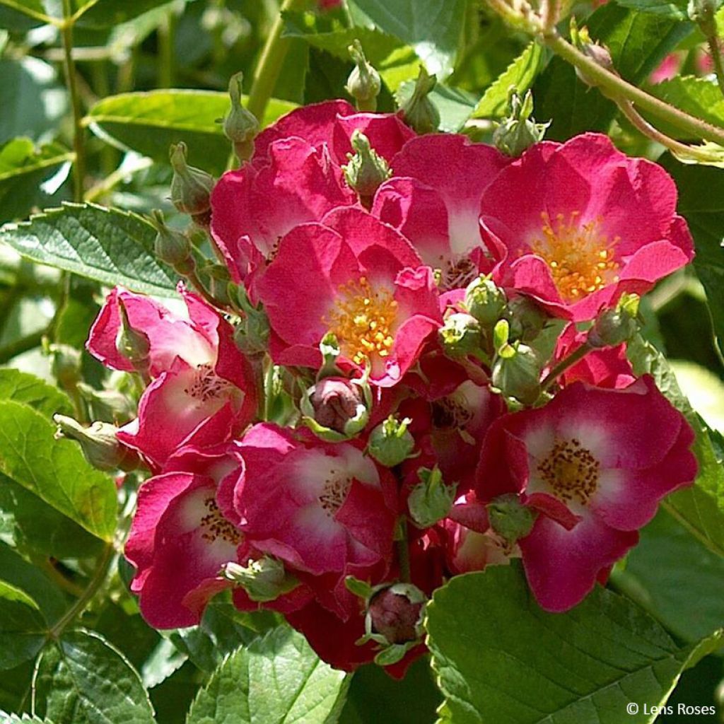 Rosa moschata Schubert - Moschus-Rose