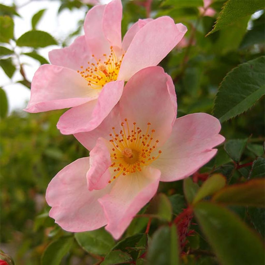 Rosa Smarty - Moderne Hybrid-Rose