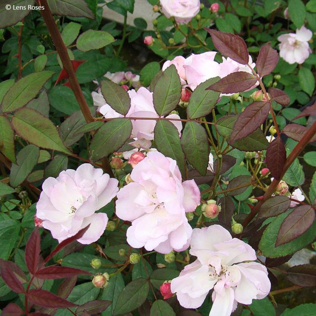 Rosa moschata Twins - Moschus-Rose