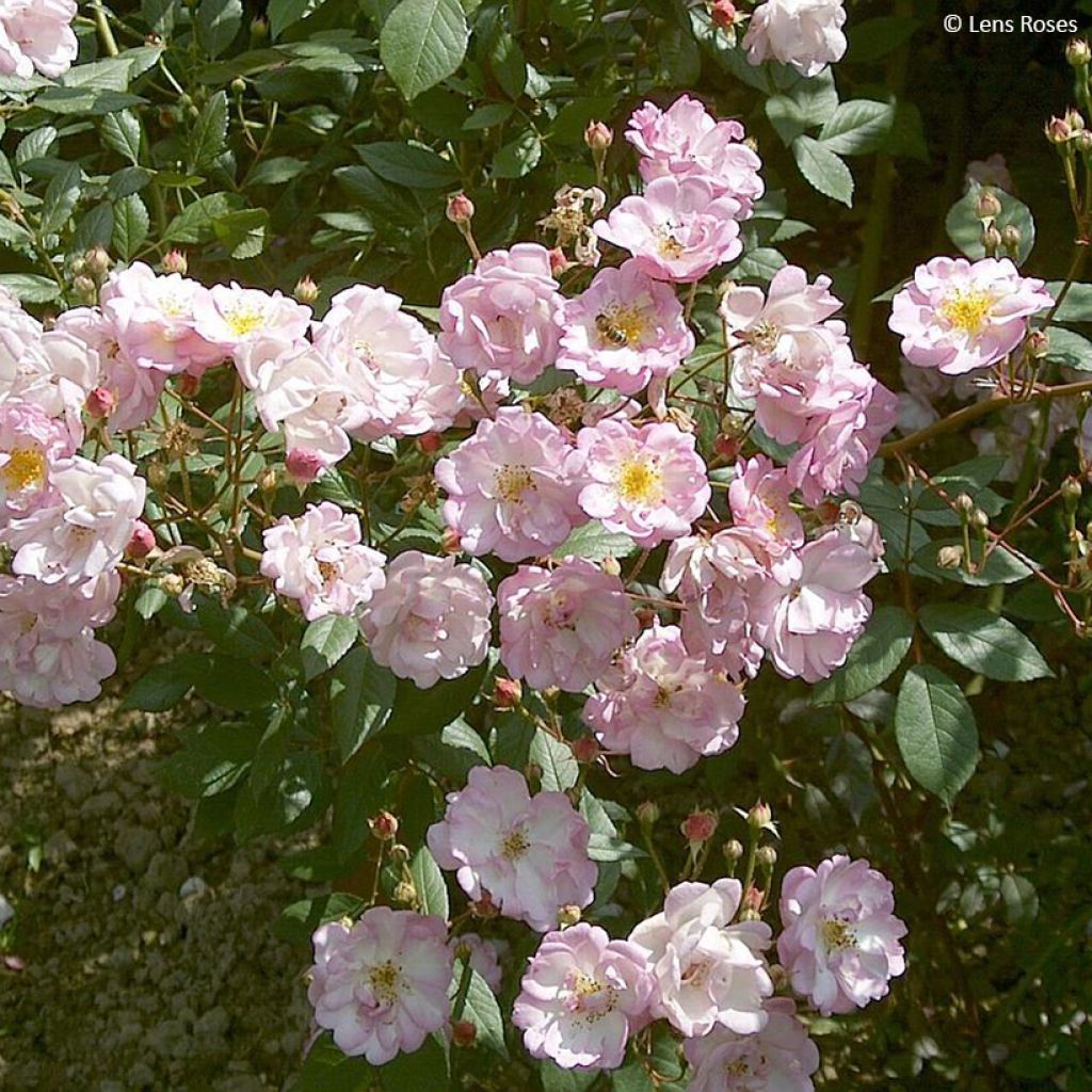 Rosa moschata Twins - Moschus-Rose