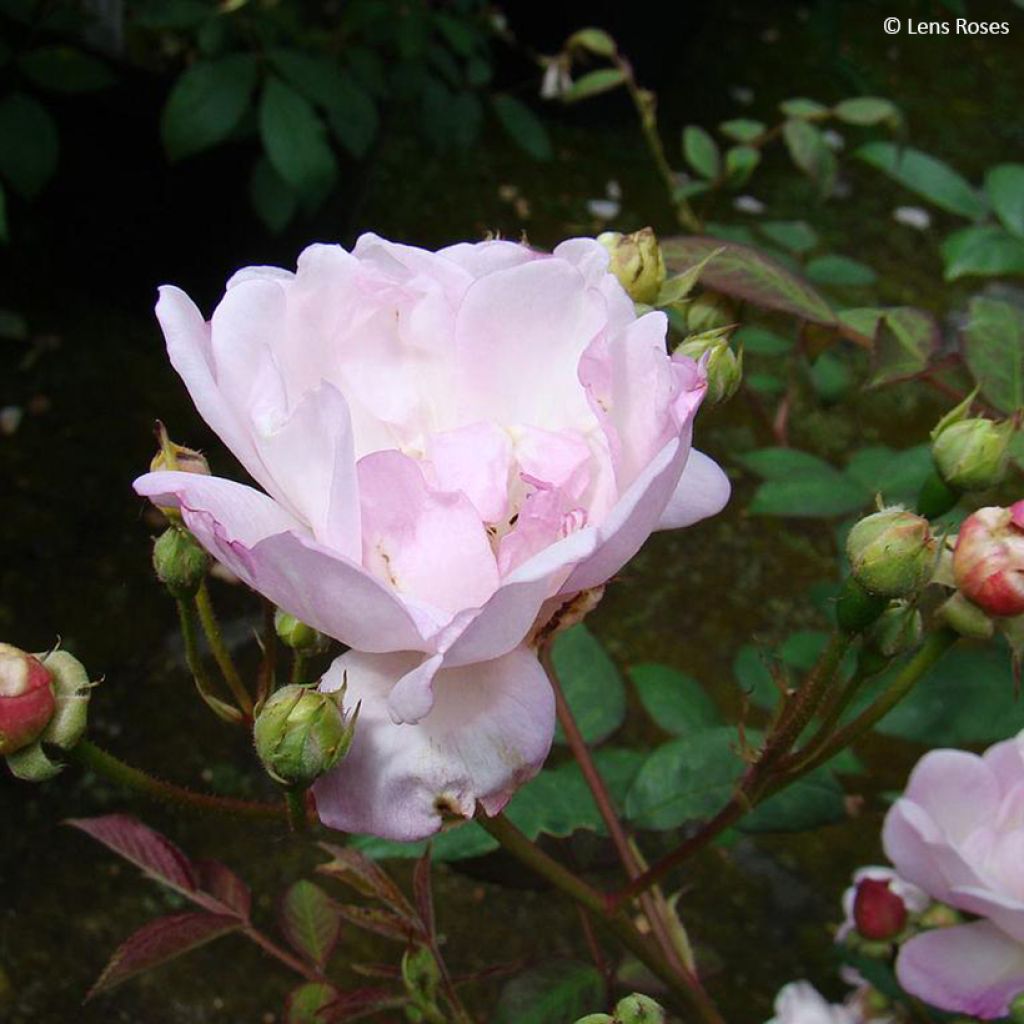 Rosa moschata Twins - Moschus-Rose