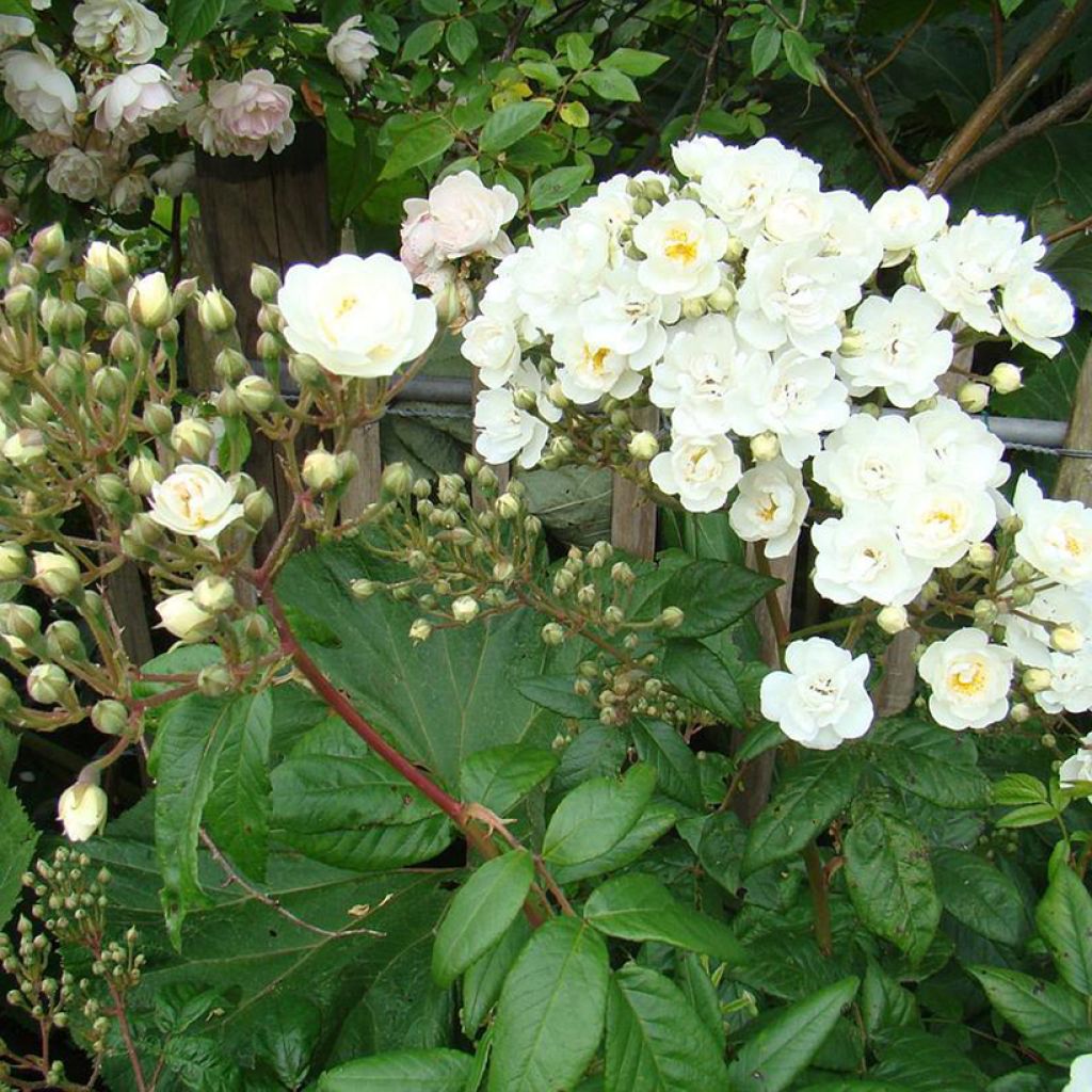 Rosa moschata Waterloo - Moschus-Rose