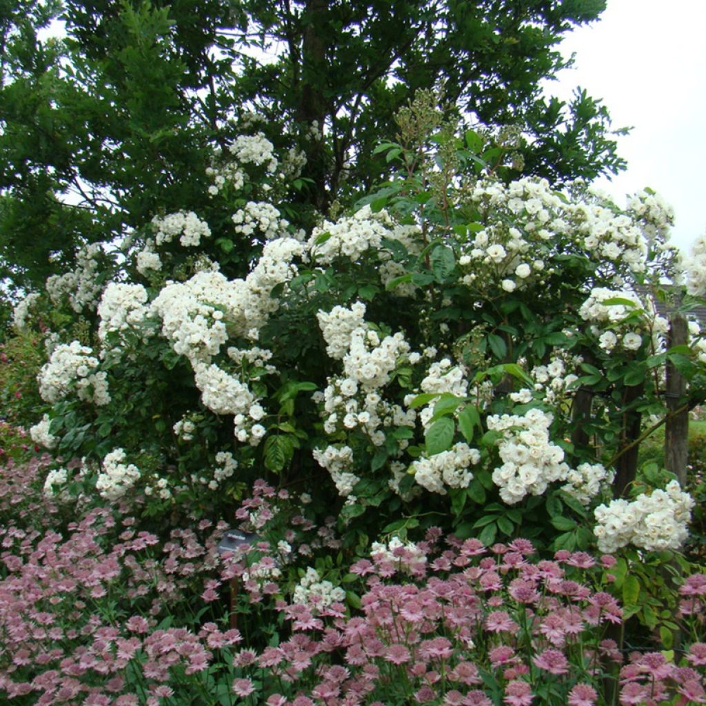 Rosa moschata Waterloo - Moschus-Rose