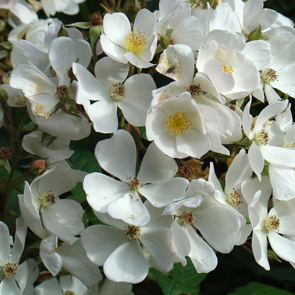 Rosa moschata White Magic - Moschus-Rose