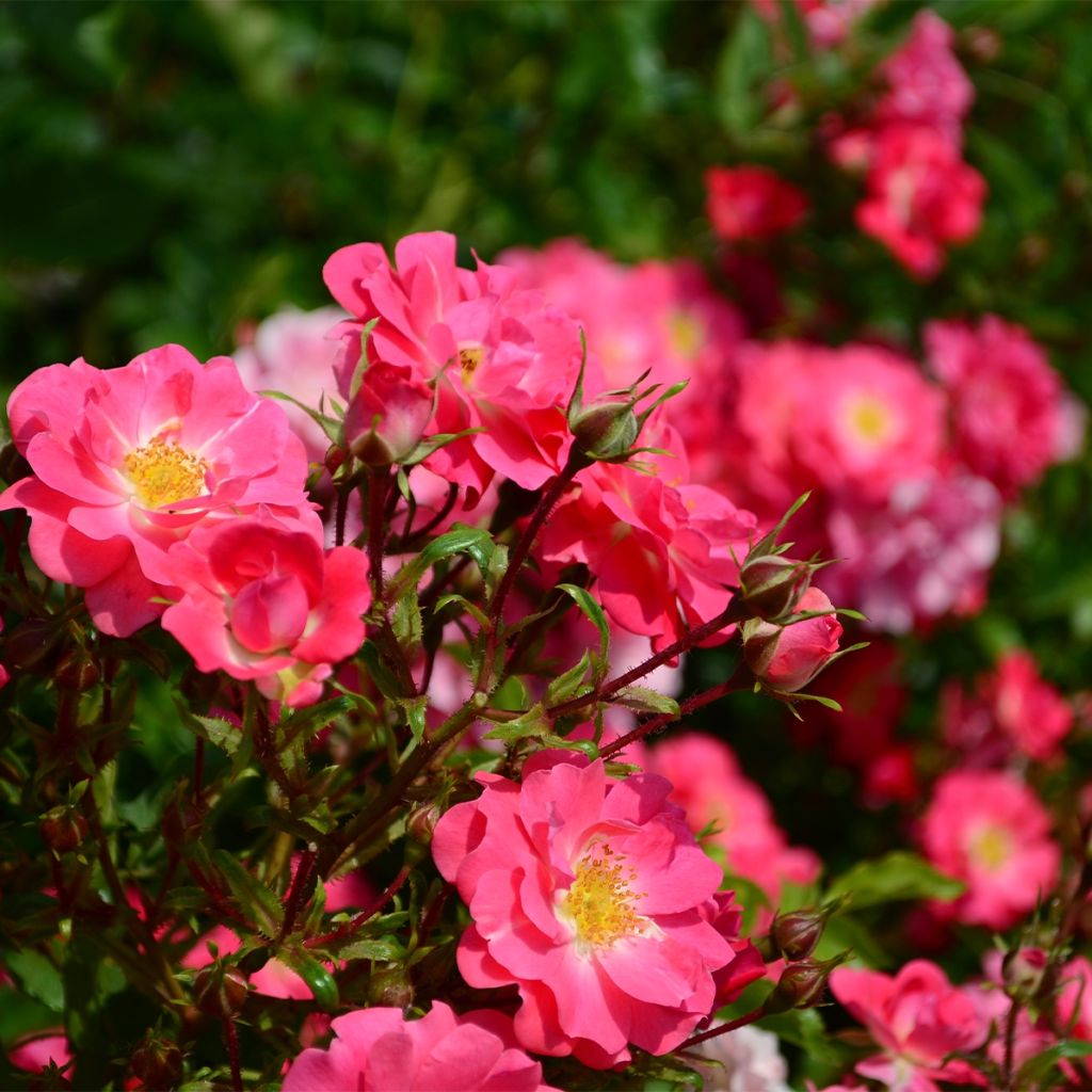 Rosier botanique - Rosa californica Plena