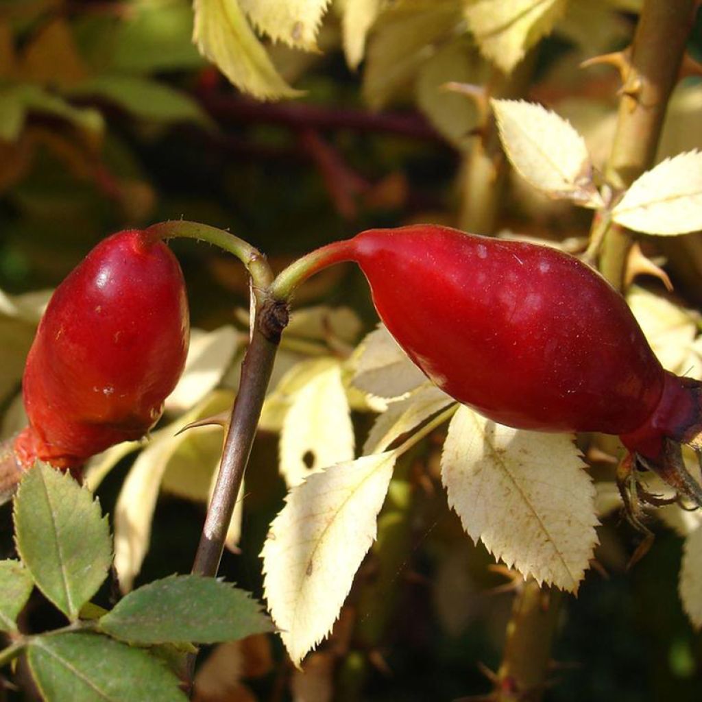 Rosa pendulina Bourgogne - Alpen-Hagrose