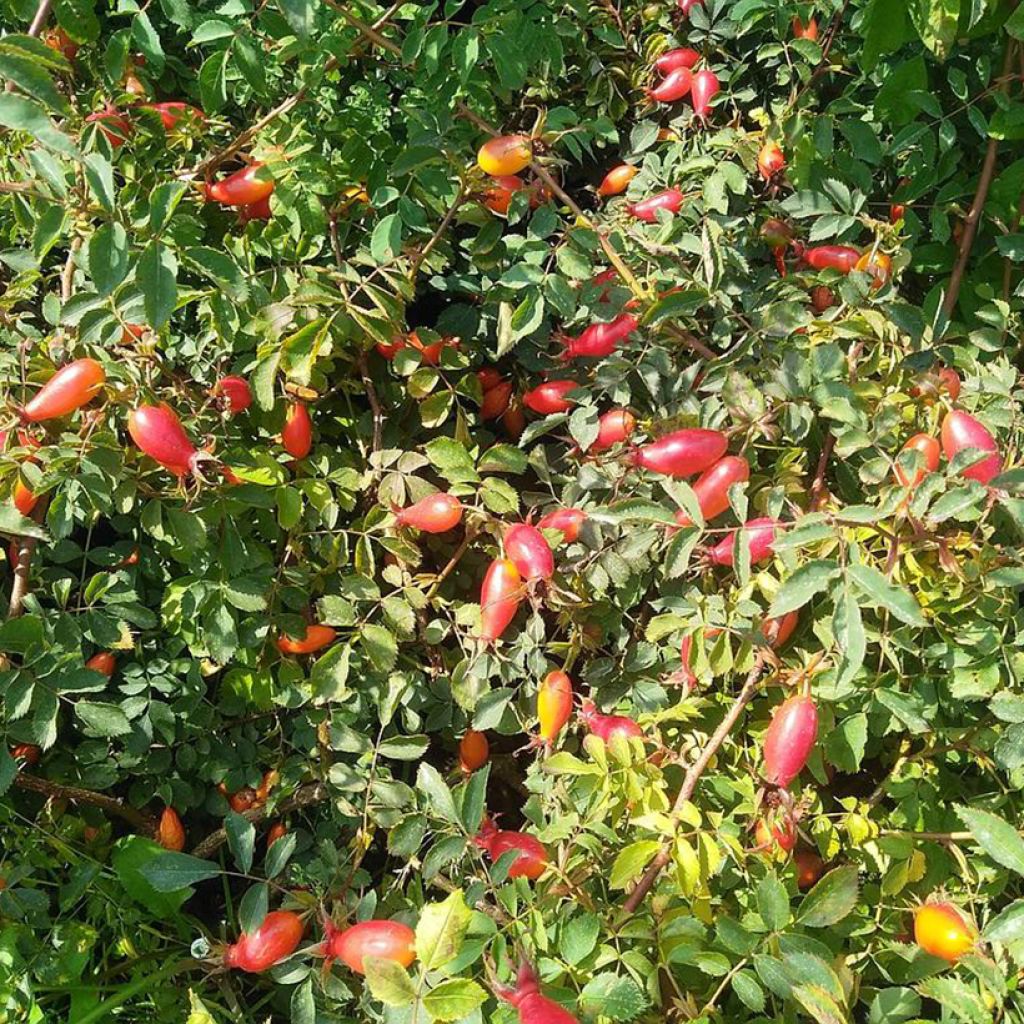 Rosa pendulina Bourgogne - Alpen-Hagrose