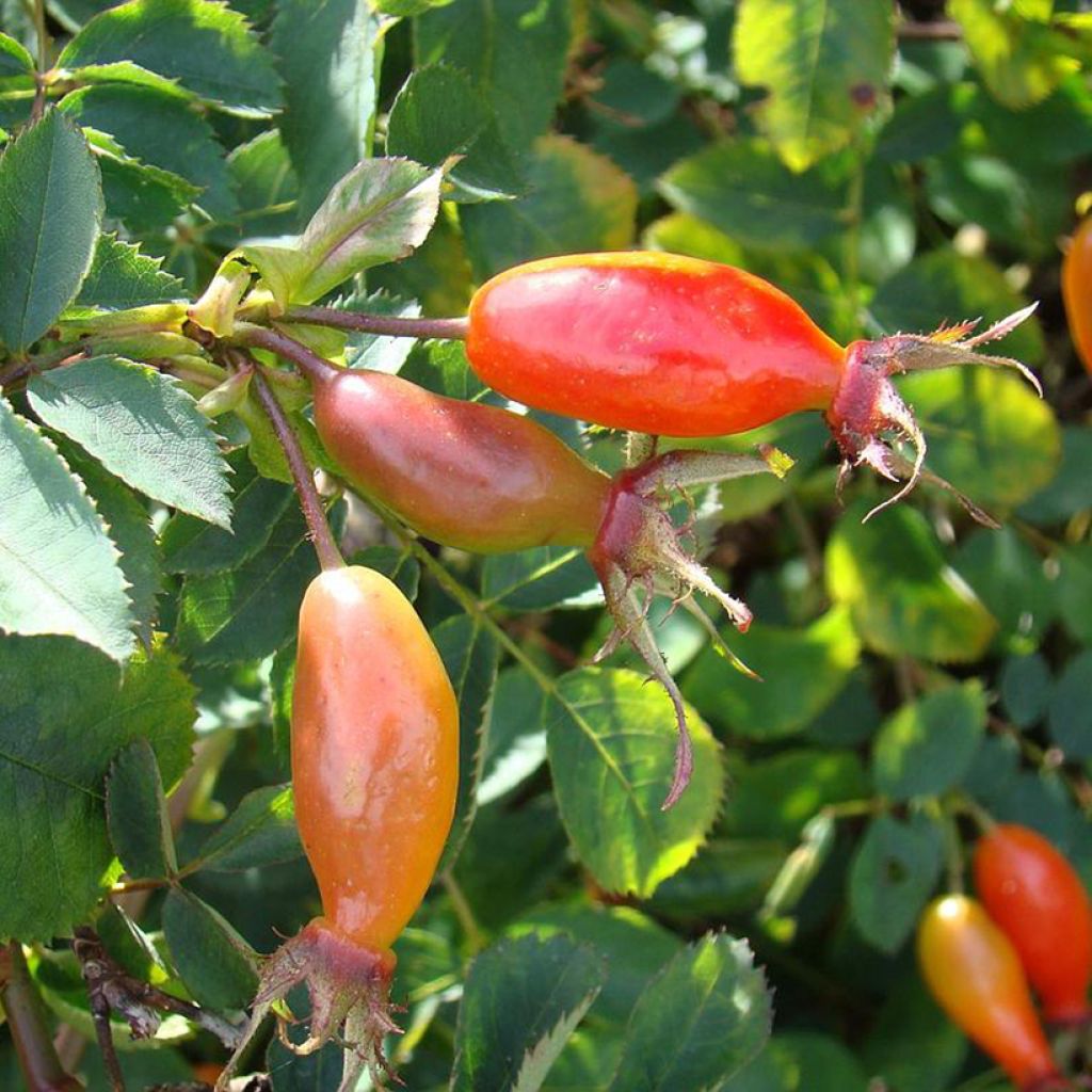 Rosa pendulina Bourgogne - Alpen-Hagrose