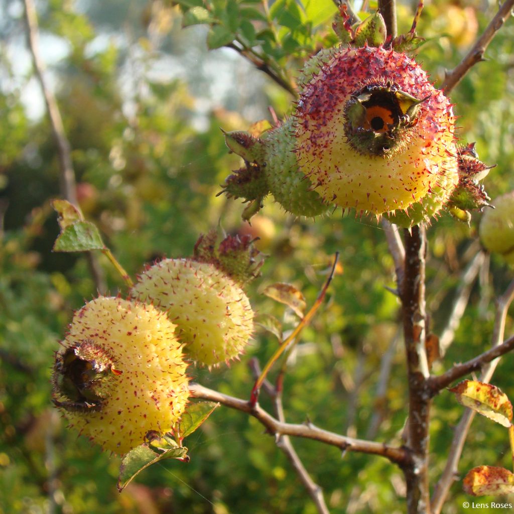 Rosa roxburghii Lampion - Kastanien-Rose