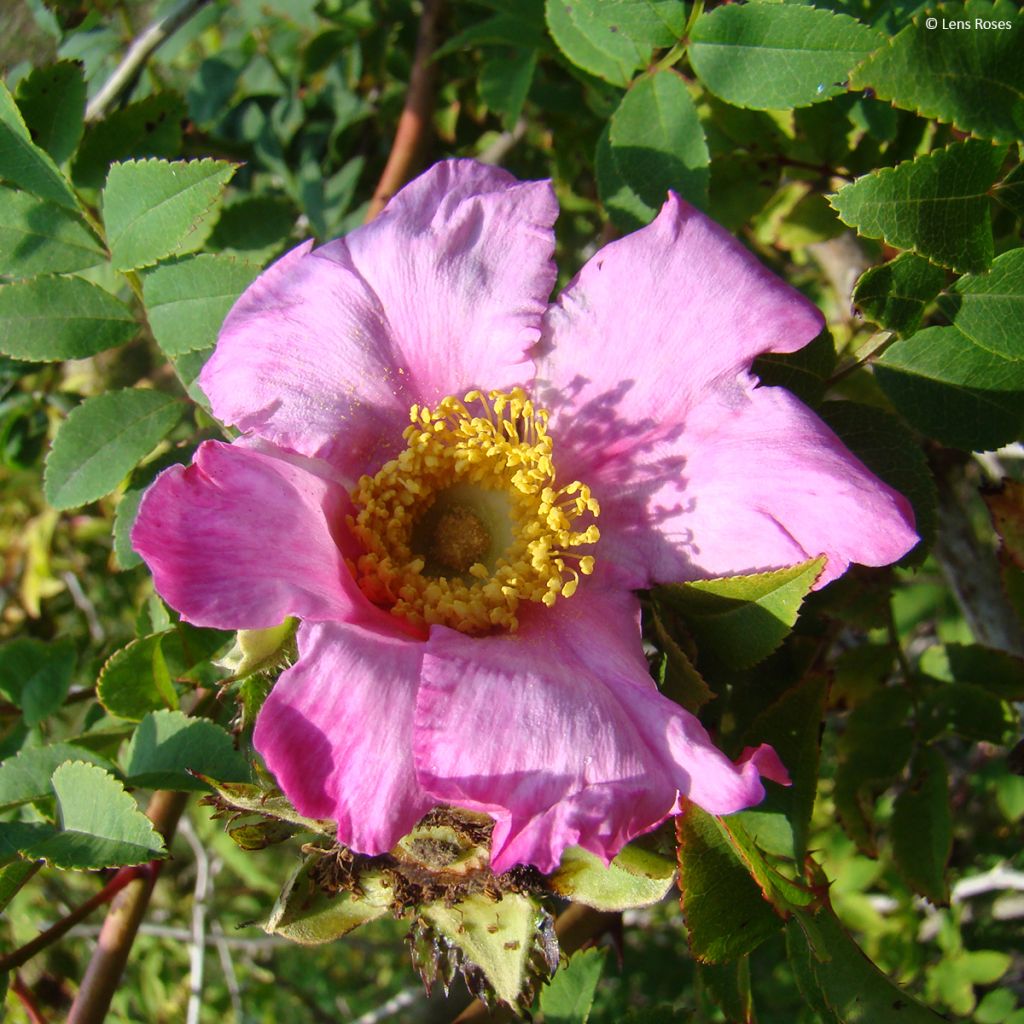 Rosa roxburghii Lampion - Kastanien-Rose